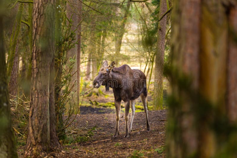 Moose Portrait, Animal Face. Stock Image - Image of animal, woods: 68722209