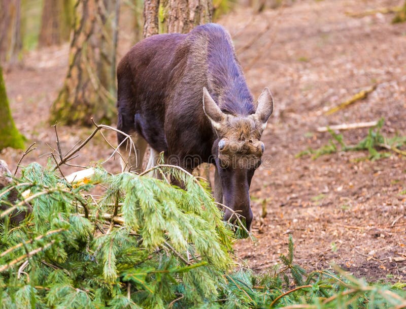 Moose Portrait, Animal Face. Stock Image - Image of walking, wild: 68722959