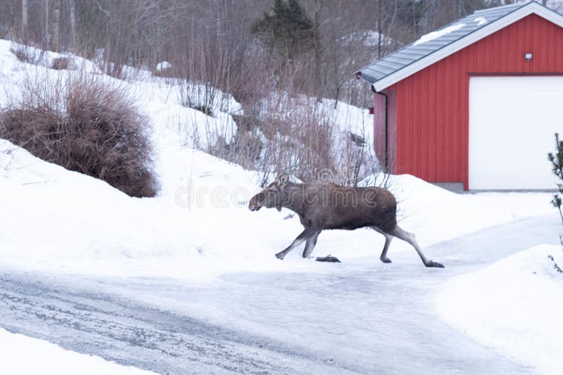 Moose på en snöbana nära en röd lada royaltyfri foto