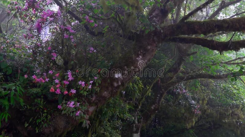 Moosiger Baum der schönen Blüte mit blühenden Blumen in nationalem Naturschutzgebiet Alishan in Taiwan am nebeligen Tag mit Dunst stock video footage