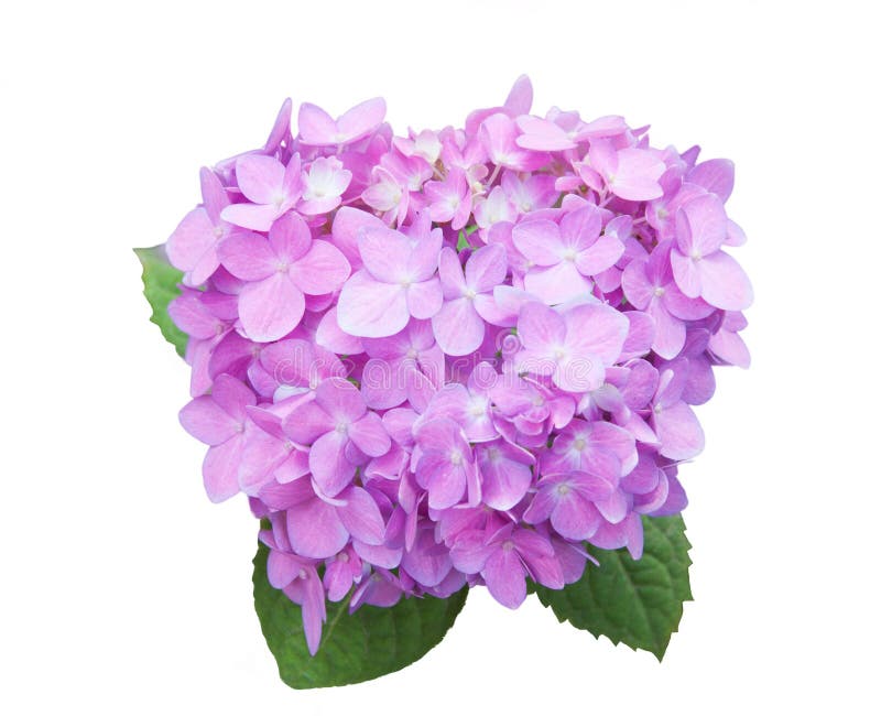 Mop head hydrangea flower stock image. Image of white 42521939