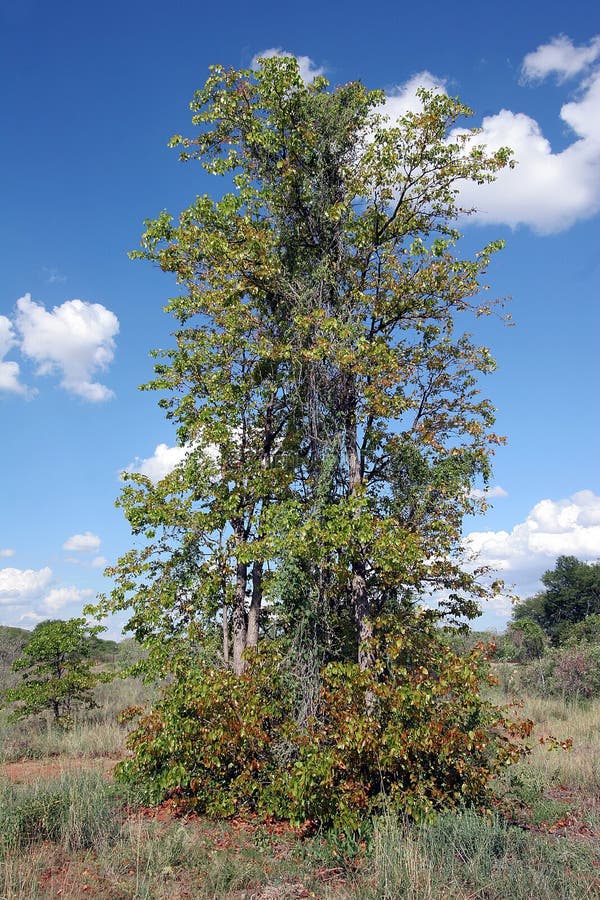 Mopane Tree (Colophospermum mopane)