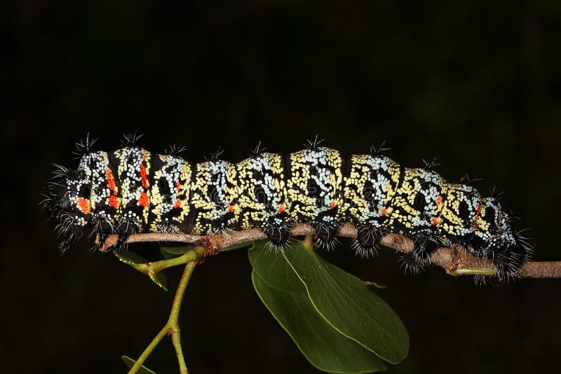 Mopane Worm (Gonimbrasia belina), a delicacy in southern Africa Tree (Colophospermum mopane)