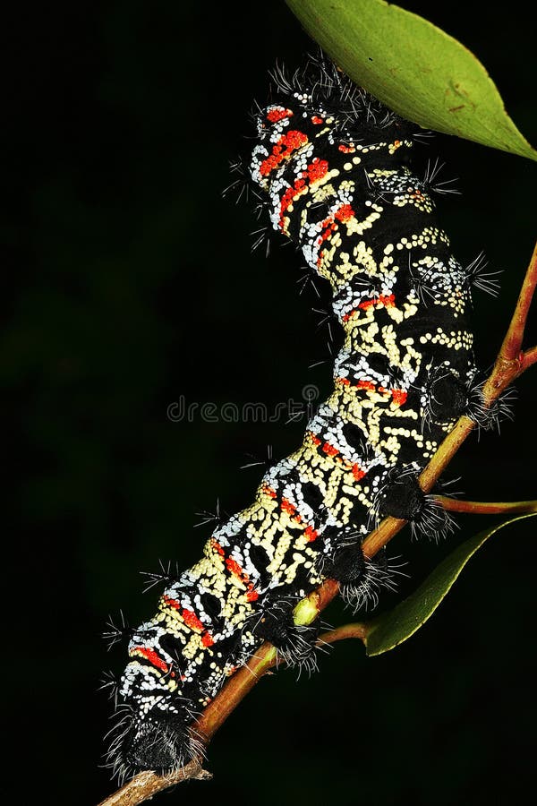 Mopane Worm (Gonimbrasia belina), a delicacy in southern Africa