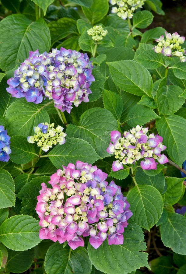 Mophead Hydrangea `Enziandom` Stock Photo Image of beautiful, mohead