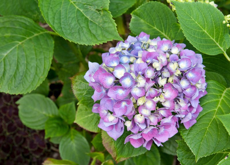 Mophead Hydrangea `Enziandom` Stock Image Image of hydrangeaceae