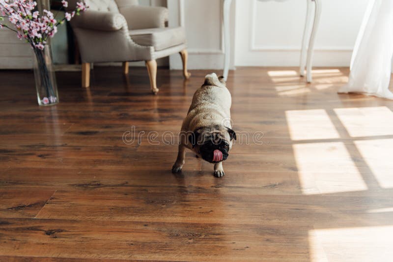 Mops na drewniany podłogowym patrzejący kamerę fotografia royalty free Mops na drewniany podłogowym patrzejący kamerę fotografia royalty free