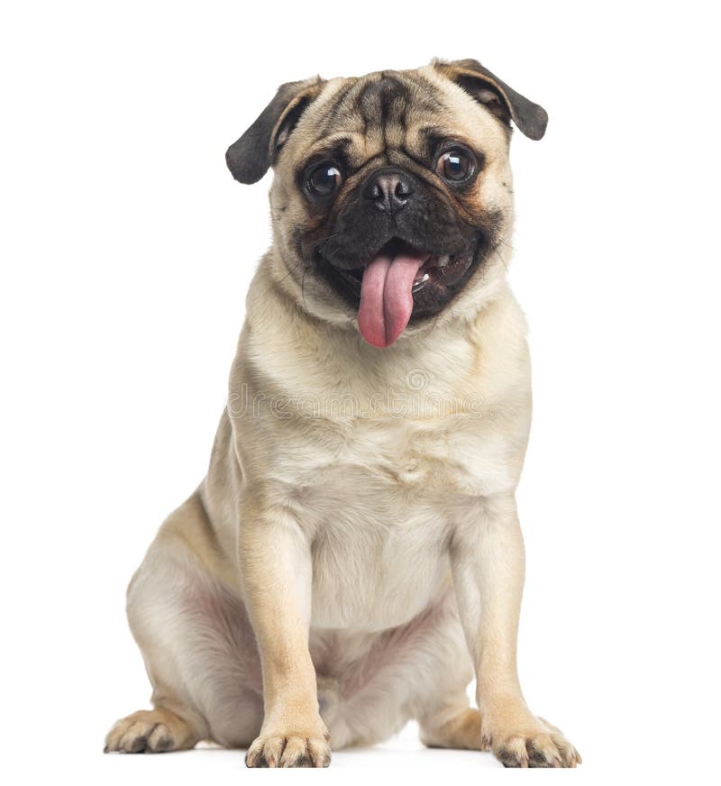 Pug, sitting and panting, 1 year old, isolated on white. Pug, sitting and panting, 1 year old, isolated on white