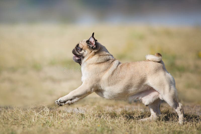 Mops run fast stock image. Image of grass, play, season 165204881