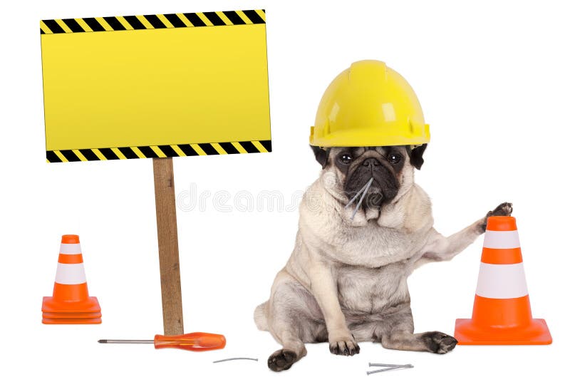 Pug dog with yellow constructor worker safety helmet and cone, plus warning sign on wooden pole, isolated on white background. Pug dog with yellow constructor worker safety helmet and cone, plus warning sign on wooden pole, isolated on white background
