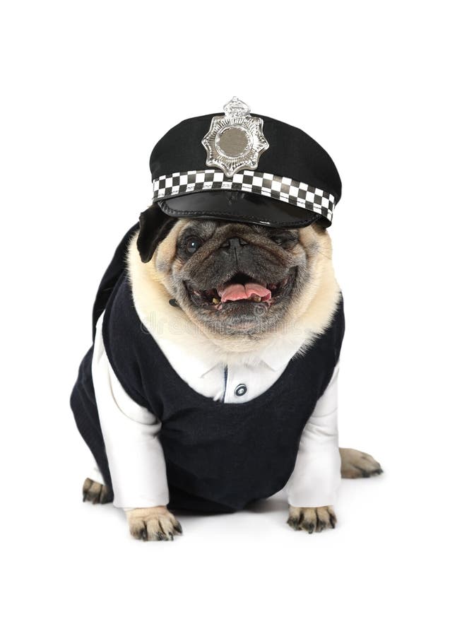 Mopshund som kläs som en taxichaufför arkivbild Mopshund som kläs som en taxichaufför arkivbild