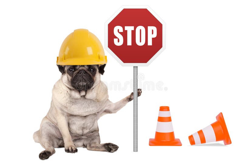 Pug dog with yellow constructor safety helmet and red stop sign on pole, isolated on white background. Pug dog with yellow constructor safety helmet and red stop sign on pole, isolated on white background