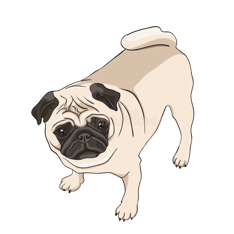 Pure pug breed illustration from above. Pure pug breed illustration from above.