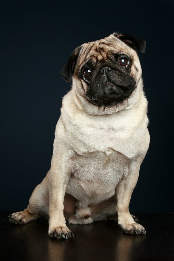 Mops fotografering för bildbyråer. Bild av hund, ungar 16146893