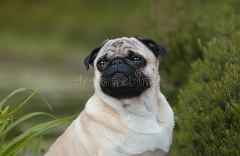 1,298 Mopsy zdjęć stockowych bezpłatne i z licencją Royalty Free od