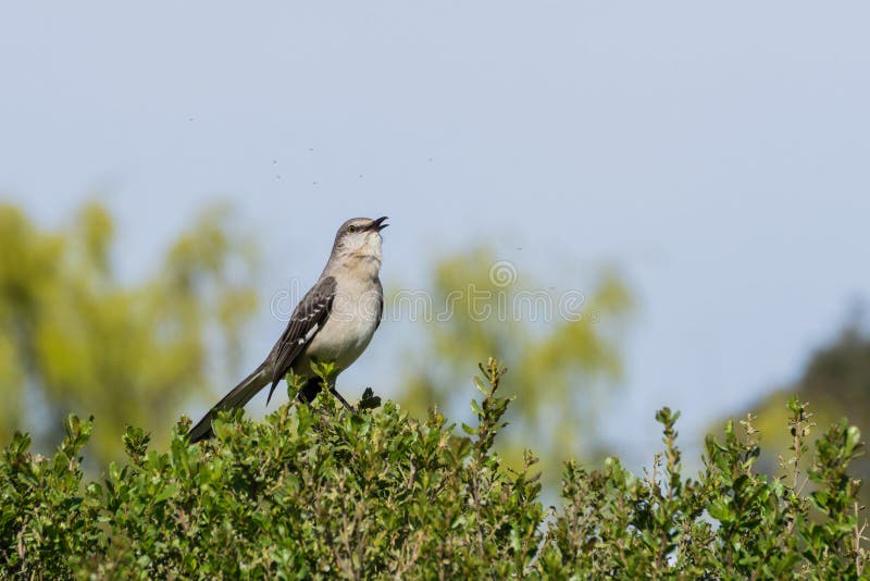Moqueur du nord de chant, région naturelle d'Ulistac, Santa Clara, la Californie photographie stock libre de droits Moqueur du nord de chant, région naturelle d'Ulistac, Santa Clara, la Californie photographie stock libre de droits