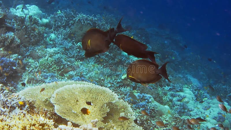 Morador tropical do recife de coral tropical. borda com corais duros e peixes tropicais. acampamento raja da ilha kri