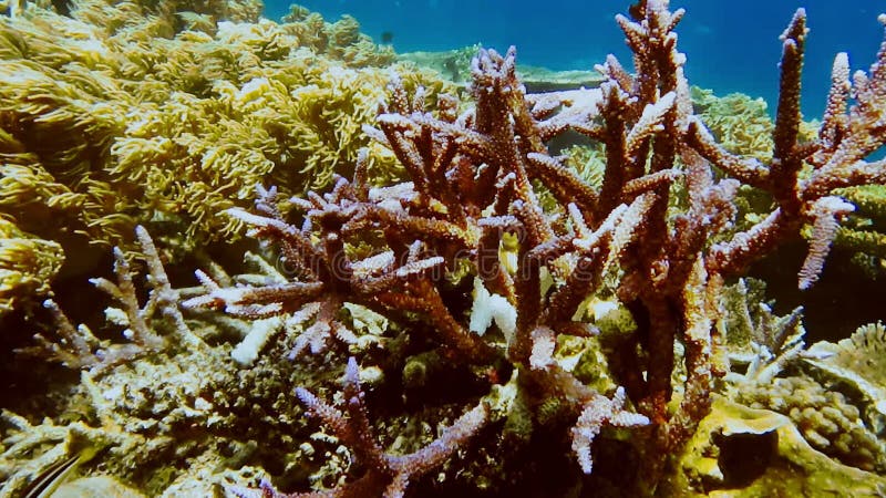 Morador tropical do recife de coral tropical. borda com corais duros e peixes tropicais. acampamento raja da ilha kri