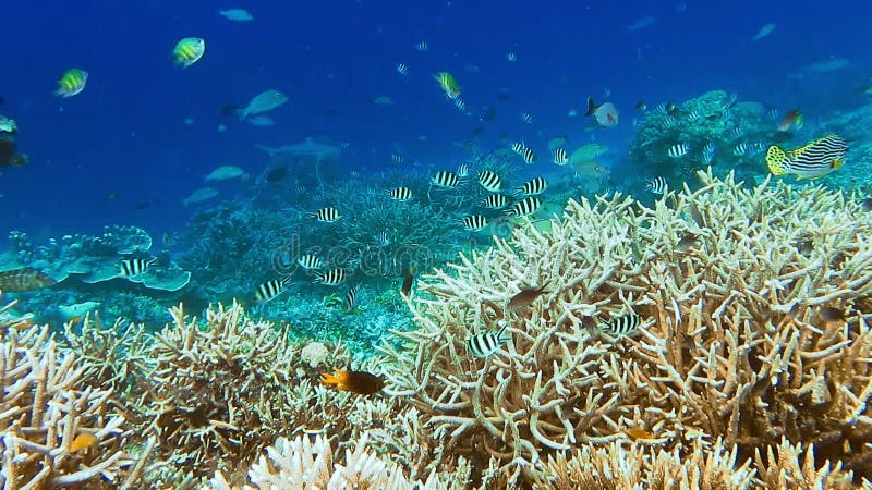 Morador tropical do recife de coral tropical. borda com corais duros e peixes tropicais. nado de tubarão ao fundo. kri