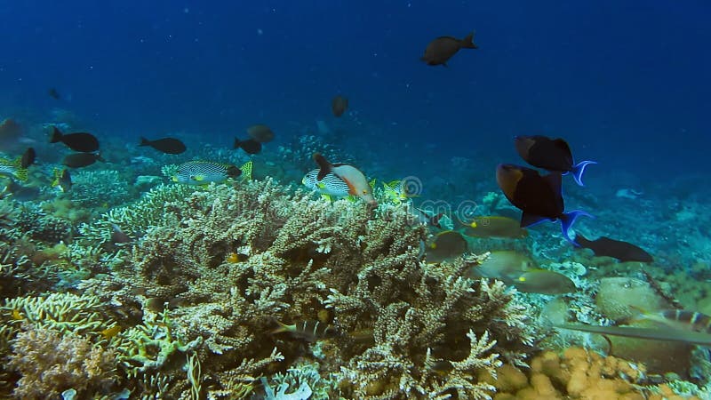 Morador tropical do recife de coral tropical. borda com corais duros e peixes tropicais. nado de tubarão ao fundo. kri