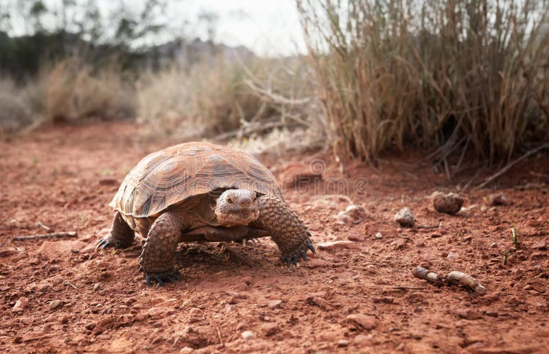 Morafkai del Gopherus de la tortuga de desierto de Sonoran en el parque de estado del barranco de la nieve, Utah, los E.E.U.U. Es