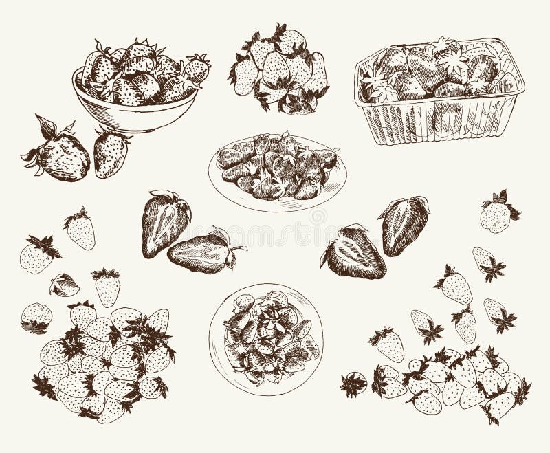 Morangos de jardim ilustração royalty free Morangos de jardim ilustração royalty free