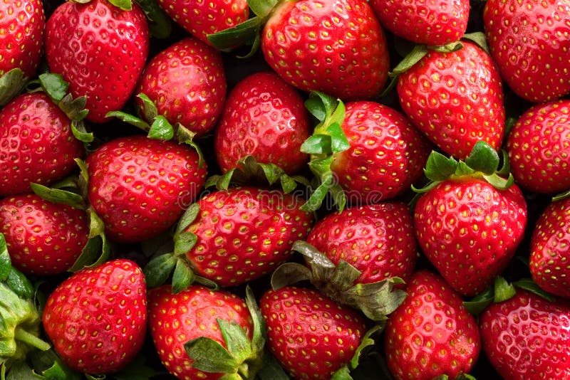 Morangos frescos foto de stock