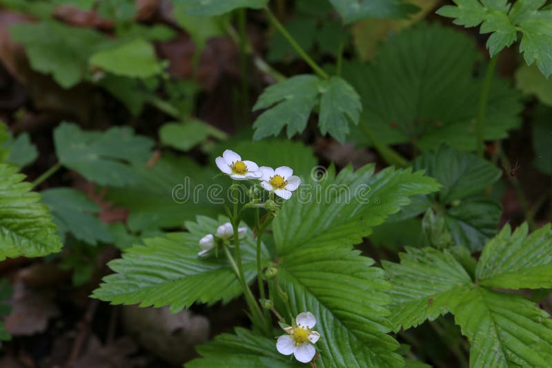 Morangos silvestres das flores brancas na floresta imagem de stock royalty free Morangos silvestres das flores brancas na floresta imagem de stock royalty free