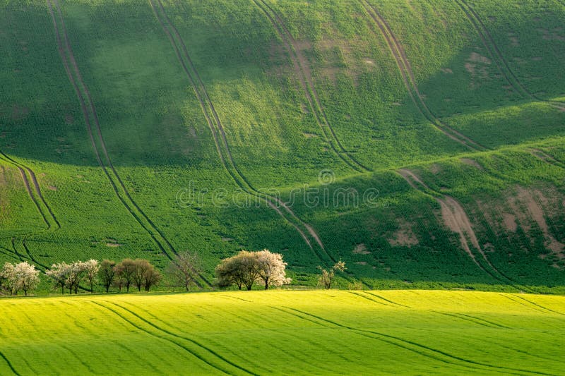 Moravian field with blossoming trees in spring royalty free stock photo