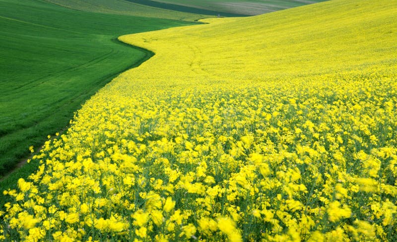 Simply photo of Swedish turnip in the fields. Simply photo of Swedish turnip in the fields