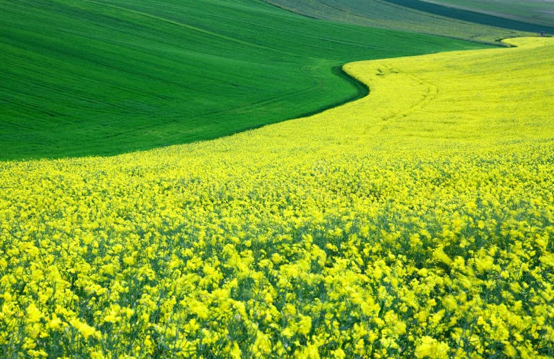 Simply photo of Swedish turnip in the fields. Simply photo of Swedish turnip in the fields