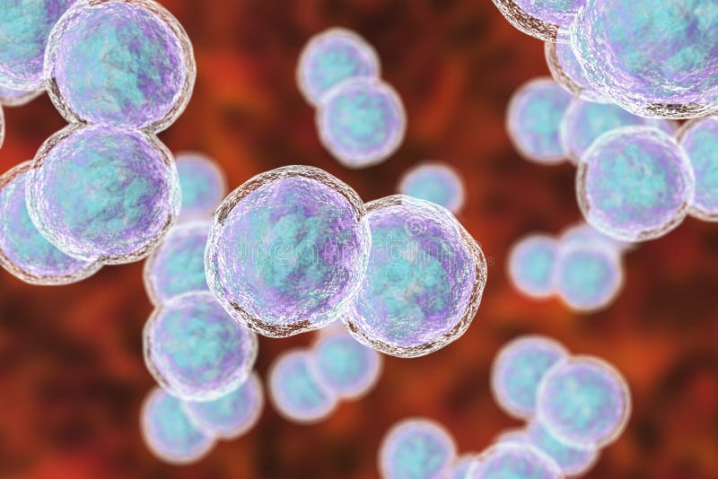 Moraxella Catarrhalis Bacteria Stock Illustration Illustration of