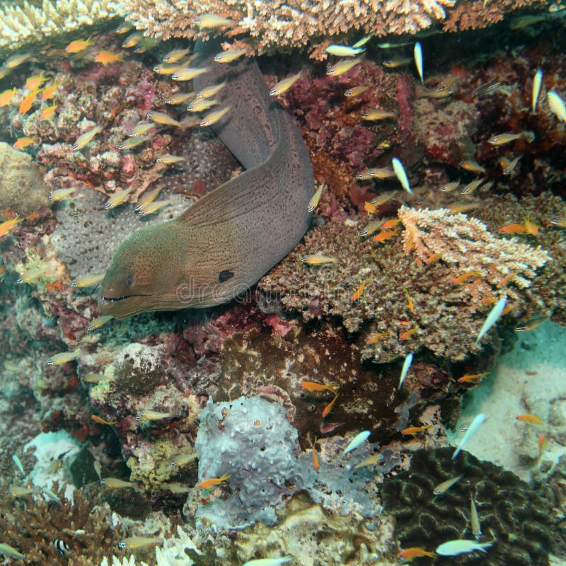 Moray eel stock image. Image of freedom, asia, moray - 10120553