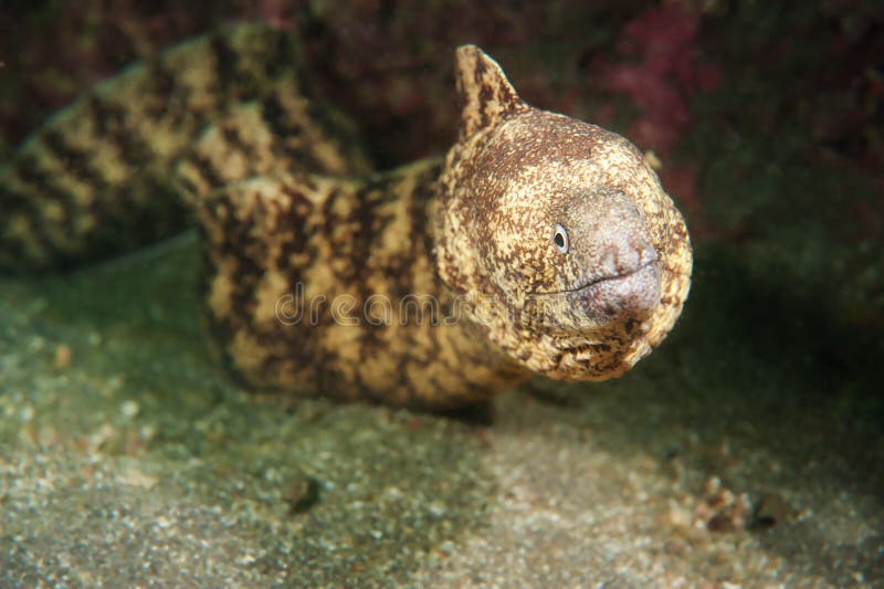 Wolf Eel stock photo. Image of moray, adventure, outdoor 10247146
