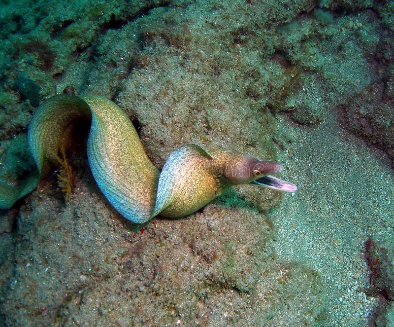 Moray Eel