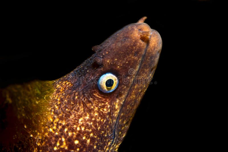 Moray Eel stock image. Image of great, ocean, australia 94562949