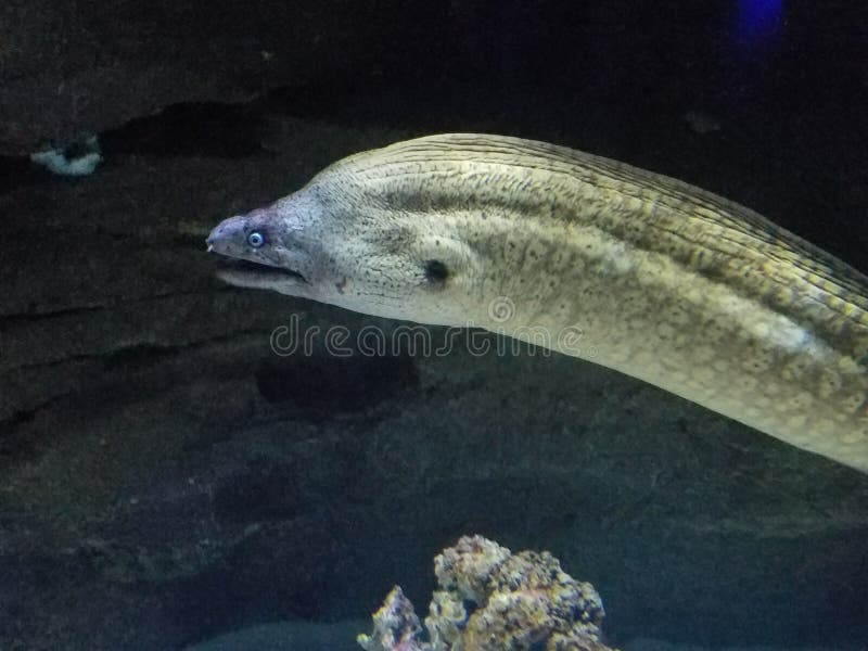 Moray Eel Aquarium de Paris Cinéaqua fotos de stock royalty free Moray Eel Aquarium de Paris Cinéaqua fotos de stock royalty free