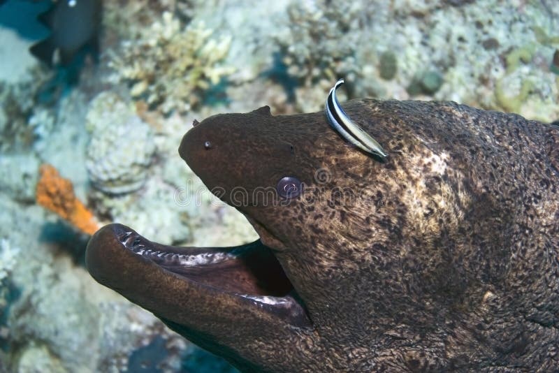Moray eel cleaned stock photography Moray eel cleaned stock photography
