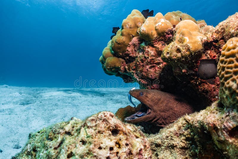 Moray Eel in Coral Reef Getting Cleaned Stock Photo Image of giant