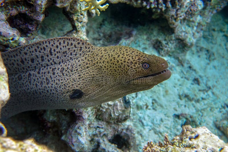 Moray eel gymnothorax javanicus giant moray in the red sea. Moray eel gymnothorax javanicus giant moray w morze czerwonym w pobliżu.