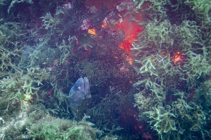 Moray eel in Greece stock image. Image of diving, scuba 194577041