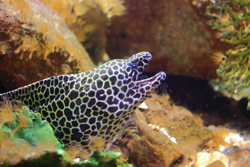 Moray eel stock photo. Image of local, moray, aquarium 64733478