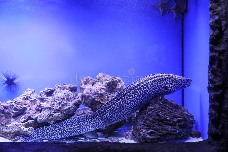 Moray Eel in Large Aquarium with Clear Water Stock Image Image of