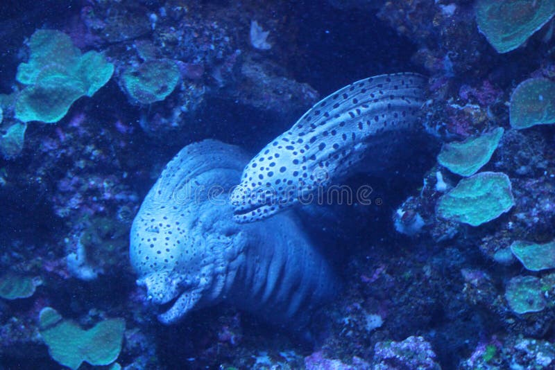 Moray eel family stock image. Image of pair, muraenidae 43392015