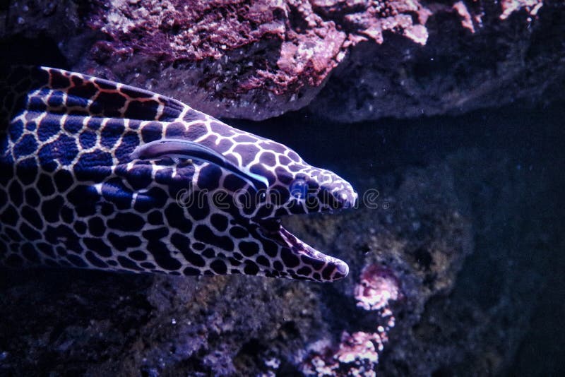 Moray Eel no aquário da vida marinha em Banguecoque fotografia de stock royalty free Moray Eel no aquário da vida marinha em Banguecoque fotografia de stock royalty free