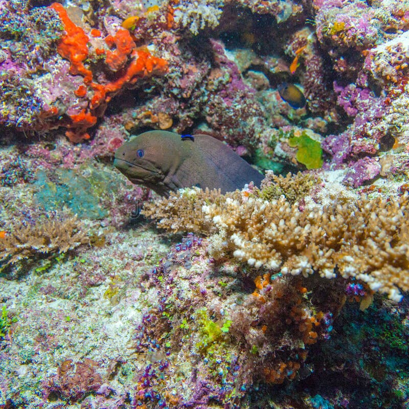 Moray Eel in Tropical Coral Reef, Maldives Stock Image - Image of ...