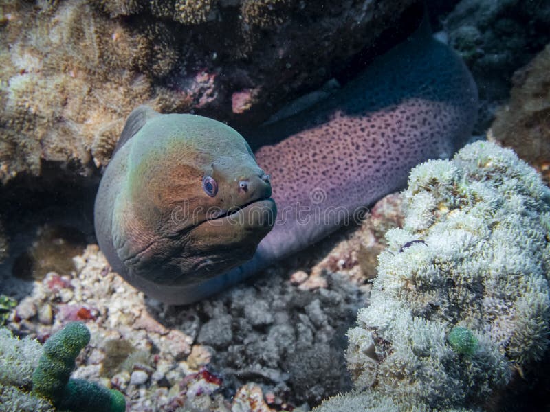Moray Eel Under a Coral on a Reef at the Bottom of the Indian Ocean
