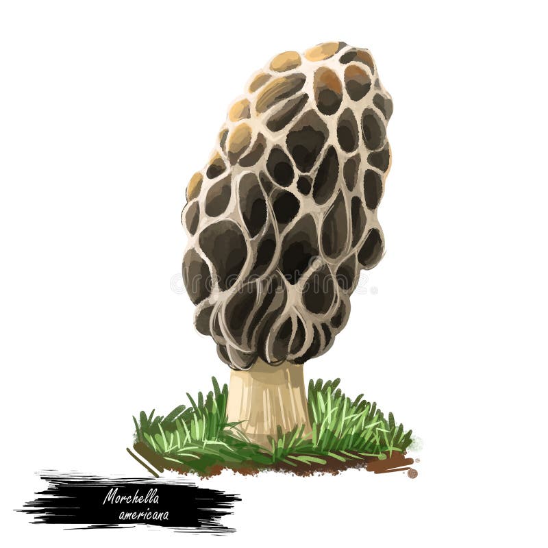 Morchella americana, Morchellaceae, mushroom, digital art illustration. Edible fungi realistic drawing with inscription, waterclor clipart, t-shirt print design, food ingredient, edible fungi