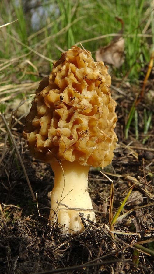 Pilz Der Allgemeinen Morchel (Morchella Essbar) Stockfoto - Bild Von
