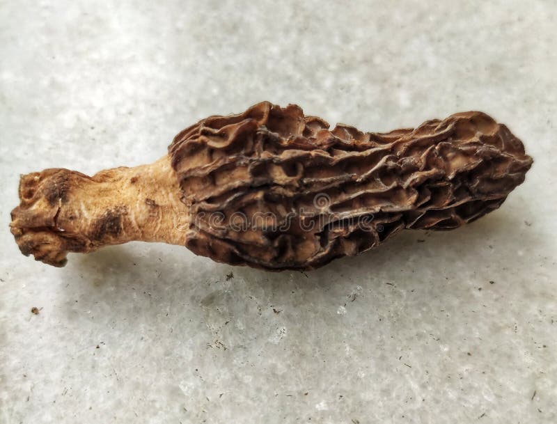 morchella galilaea zealand morchella galilaea zealand